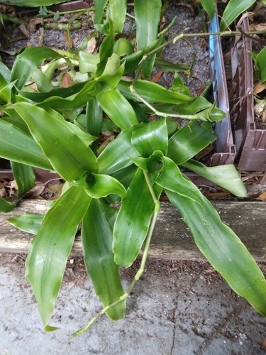 Callisia fragrans basket plant - callisia,