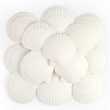 Muscheln stück natürliche - muscheln,