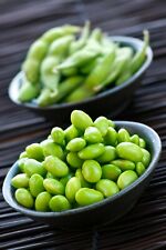 10 Samen Soja Bohne Edamame Bio Bohnen Sojabohnen Garten Pflanzen Gemüse 