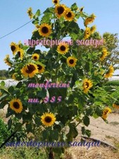 Sonnenblumen Mehrköpfig an einer Pflanze mehr als 30 Blüten 15 Samen Edel Blumen
