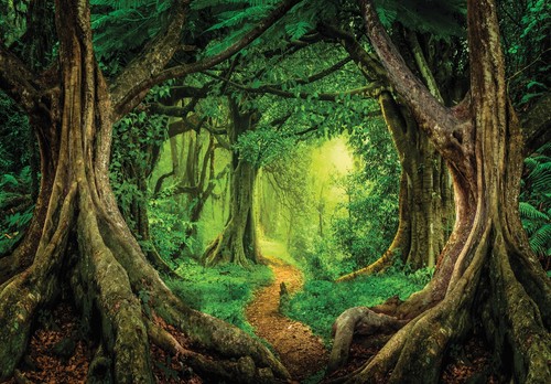Wald weg natur bäume - bÄume, grün
