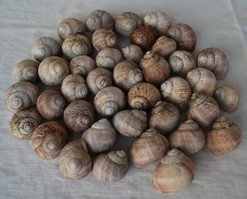 Weinbergschnecken 4 - 2,5,