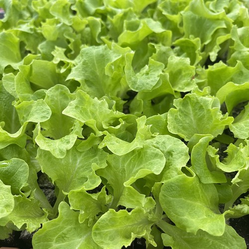 Lollo bionda salat - bionda,