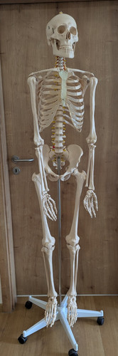 Anatomisches skelettmodell mit - anatomisches,