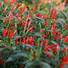 2x Mini Chili Pflanze Bonsai-Chili 8cm Topf Capsicum Annuum V.Minimum Nokihome