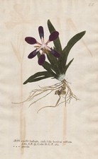 Iris pumila schwertlilien - iris,