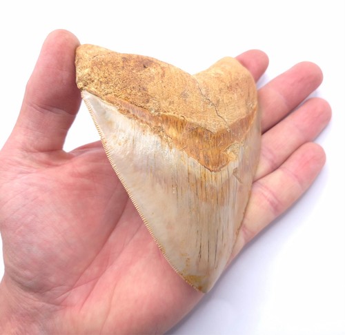 Megalodon haizahn sukabumi - haizahn,