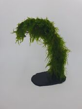 Aquariumwurzel Moorwurzel für