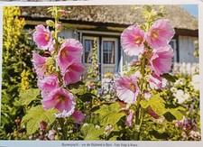 AK Born Büdnerei Stockrosen Bauerngarten Reetdach Haus Ansichtskarte gelaufen