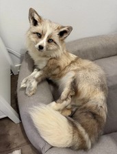 Fire & ice Ringneck Fuchs