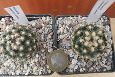 Pediocactus knowltonii