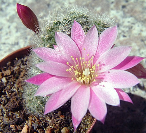 Rebutia narvaecensis cm - rebutia,