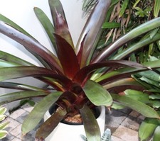 SAMEN die ROTE BROMELIE