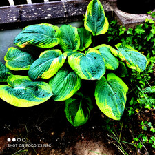Hosta Funkie Herzblattlilie