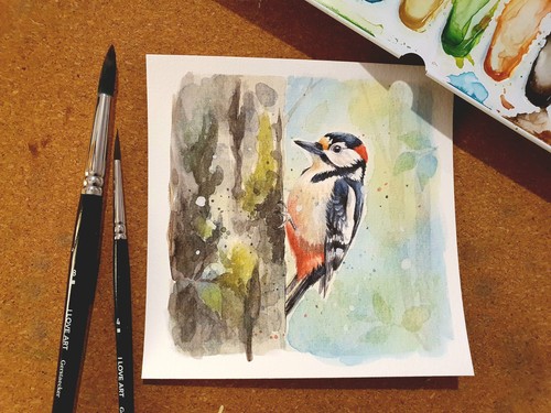 Aquarell buntspecht - aquarell,