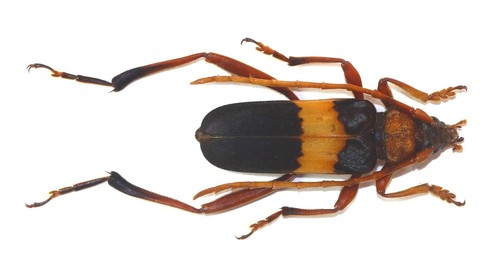 Coleoptera cerambycidae - coleoptera,,