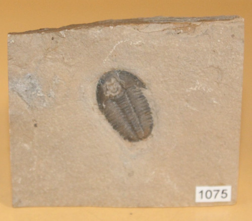 Modocia weeksensis - modocia,