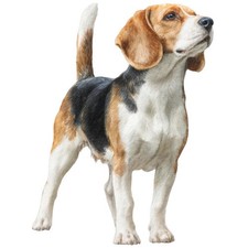 2x Sticker Beagle Car Sticker