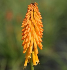 Fackellilie mango popsicle - fackellilie,