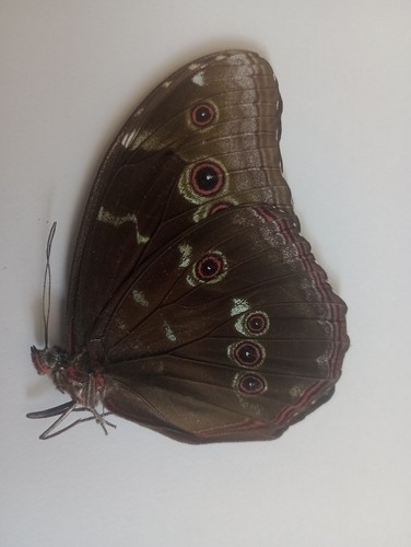 Morpho menelaos männchen - morpho, s.sp
