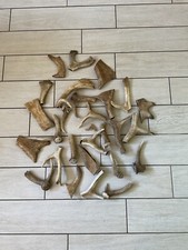 Abwurfstangen/ Geweih Damhirsch Für Hunde ( Kauknochen Hundespielzeug)vom Hirsch