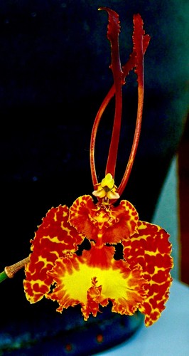 Psychopsis species selection - psychopsis,