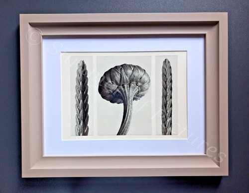 Karl blossfeldt ltd 1928 - blossfeldt, ed.
