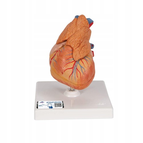 Herzmodell mit thymus - mit, 3b