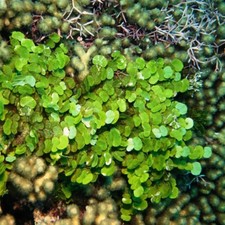 Halimeda opuntia Meerwasser