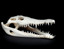 Crocodylus niloticus