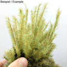 Gras spezieller grüner Moos