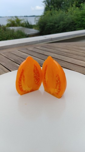 Mango django tomaten samen - tomaten-samen,