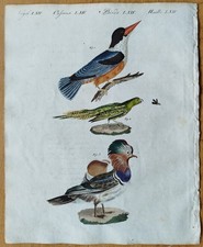 Vögel eisvogel papagei - eisvogel,