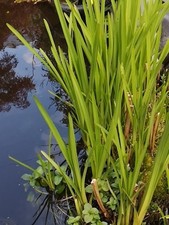 Teich Starter-Set, mind. 12