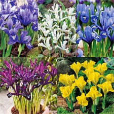 Iris Blumenzwiebeln Zwiebeln Blüten Iris Netz-Schwertlilie Mix Mischung 10 St.