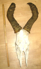 Geweih, Hartebeest,  Kuhantilope aus Afrika, 63 cm, Trophäe, TOP 49F