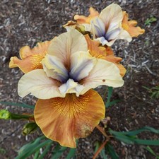 Iris Rhizom Staude mehrjährig