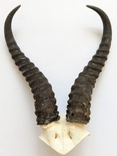 Springbockhörner Springbock