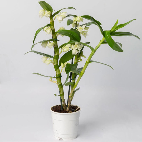 Dendrobium weiß topf - weiß,, topf-Ø