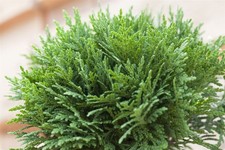 Thuja occidentalis 'Danica'