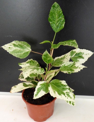 Hibiscus rosa sinensis - -,