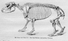 SKELETT ANATOMIE TAPIR