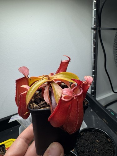 Nepenthes bloody mary - ‘bloody, mary’
