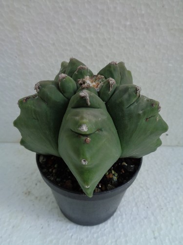 Astrophytum myriostigma kikko - astrophytum,