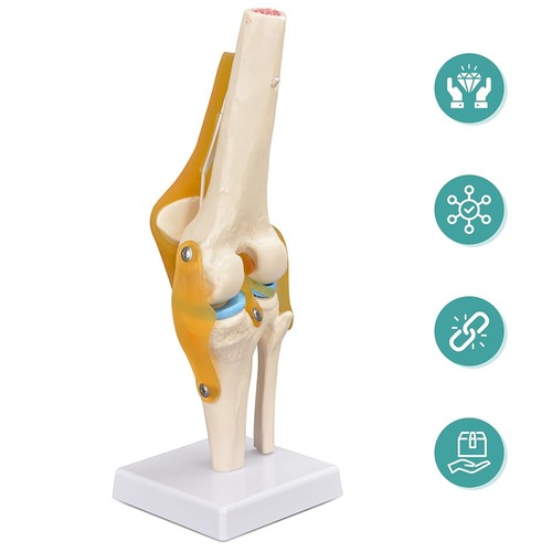 Kniegelenkmodell anatomisches - kniegelenkmodell,