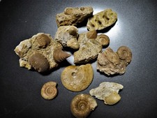 Fossiliensammlung Bajocium aus der Normandie