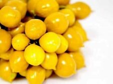 TOMATE PLENNOLO DEL VESUVIO