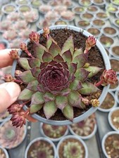Sempervivum "Bronco Hauswurz
