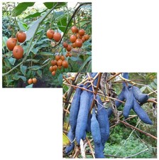 Samen Sparset Blaugurke und