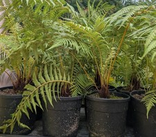 Baumfarn Dicksonia Antarctica 